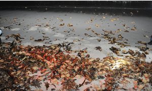 Red Tide Detected on West Coast